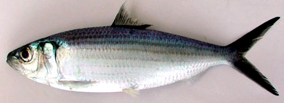 Sardinella maderensis_03.jpg